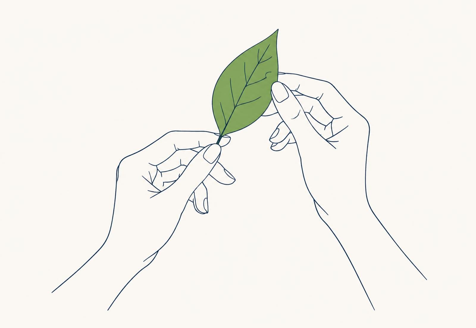 Ilustração em traço fino de mãos segurando delicadamente uma única folha verde
